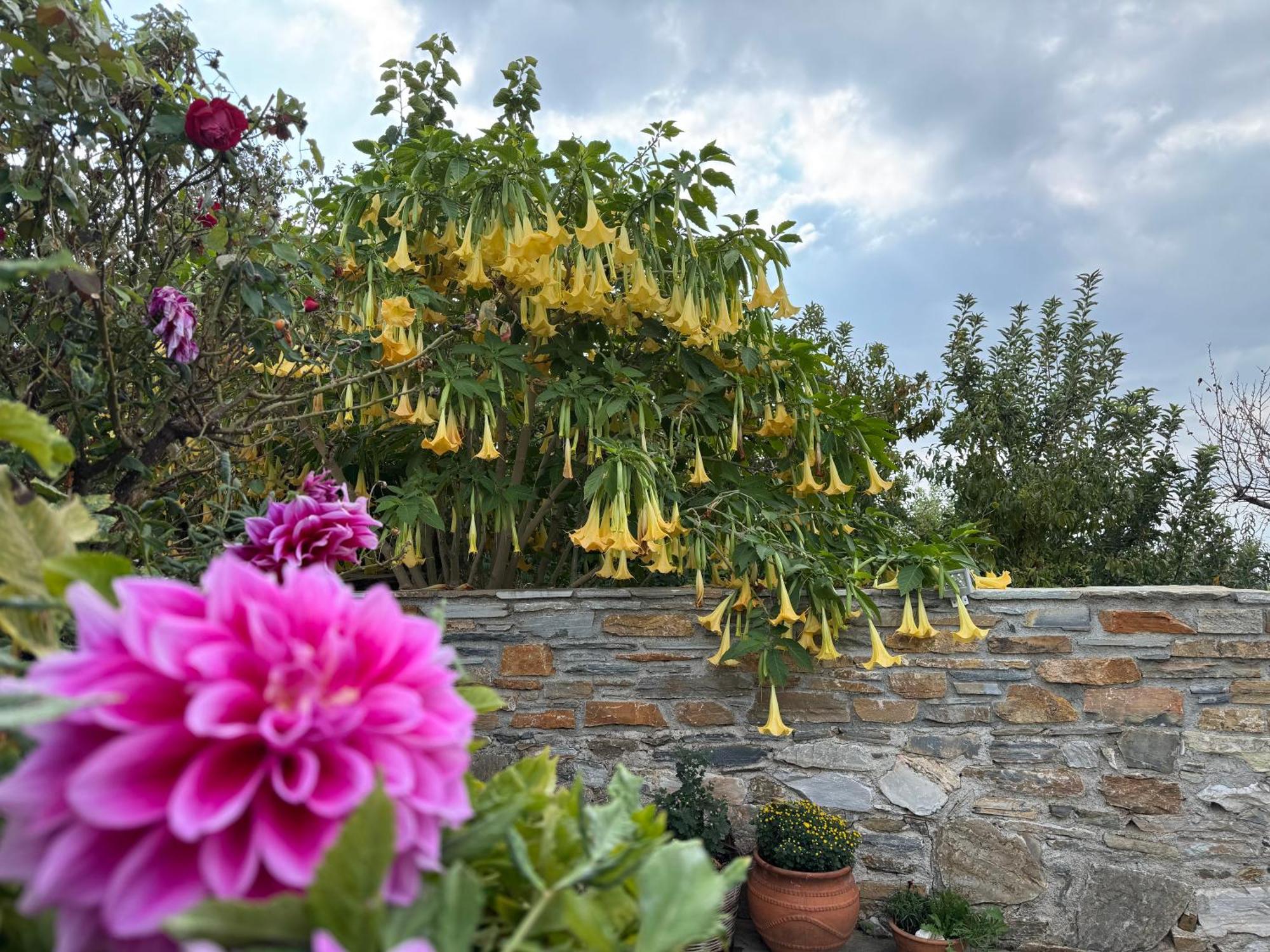 פורטאריה Petrichor Houses מראה חיצוני תמונה